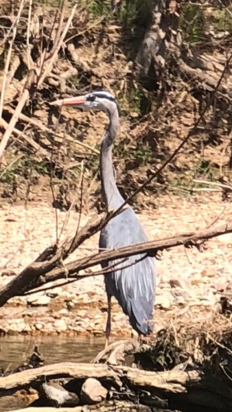 Great-Blue-Heron