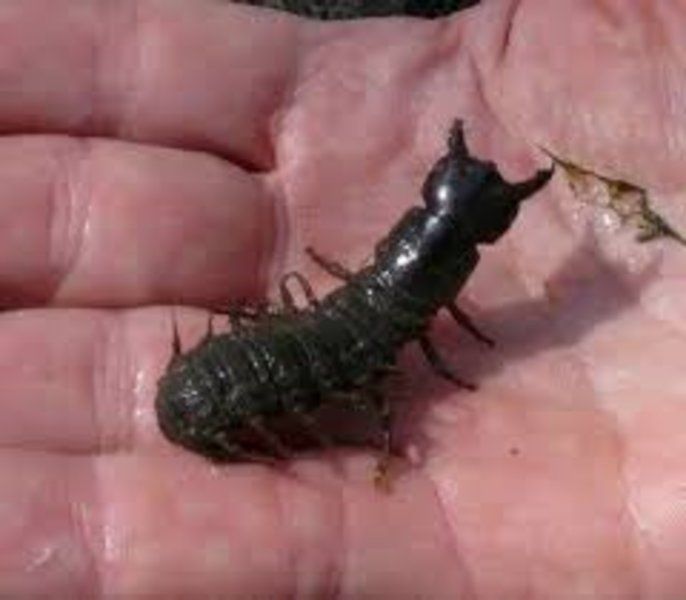 Hellgrammite