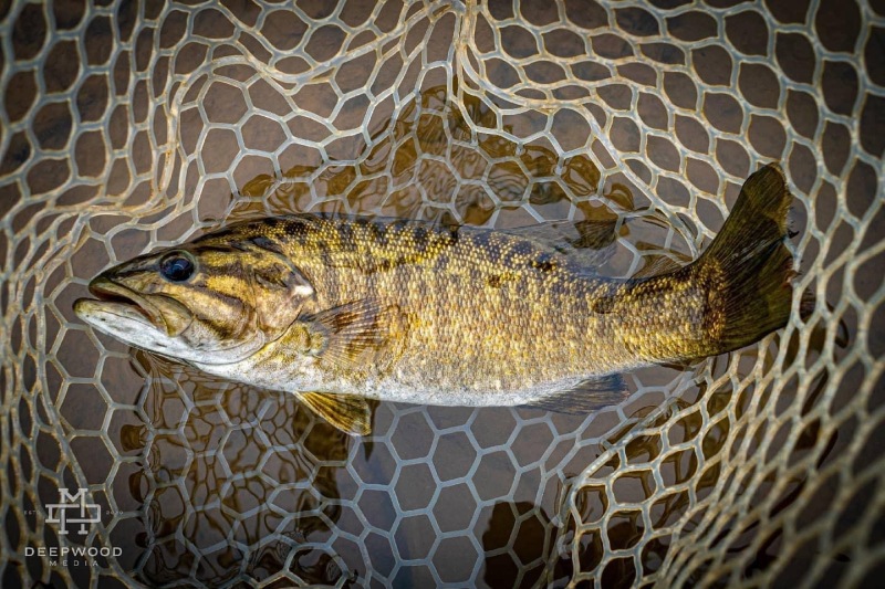 Jacksonsmallmouth