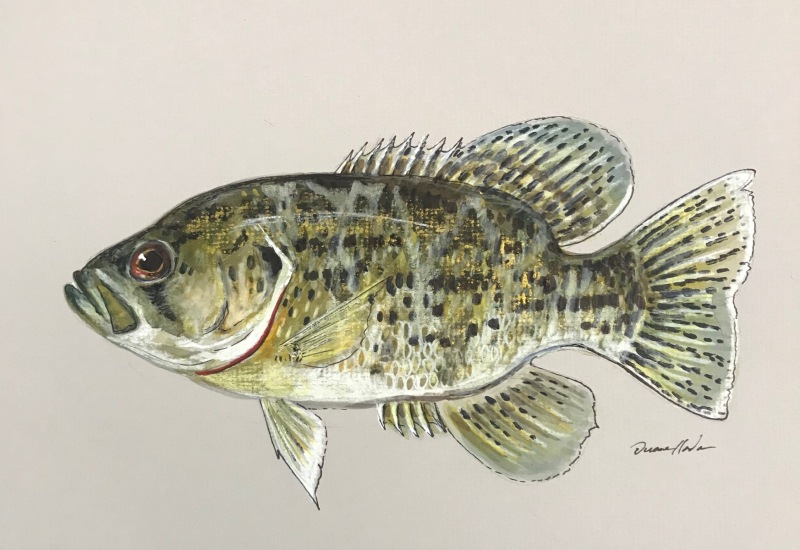 Ozark-bass