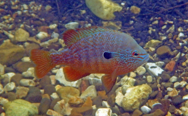 longear_sunfish_dtl-4