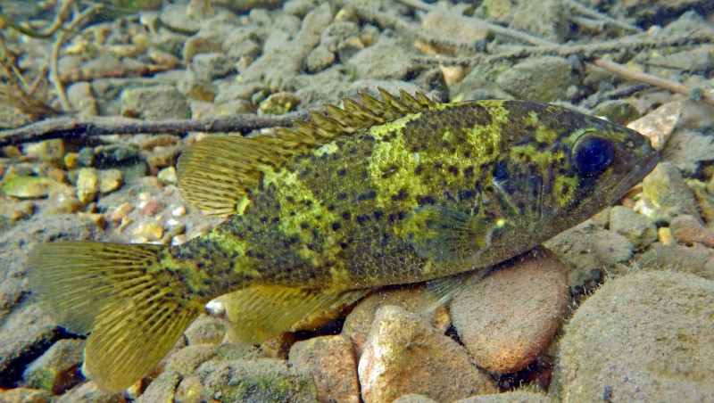 ozark_bass_dtl-1