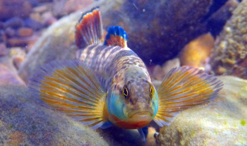 rainbow_darter