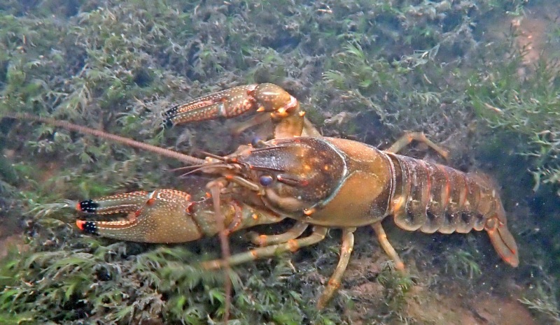 ringed_crayfish