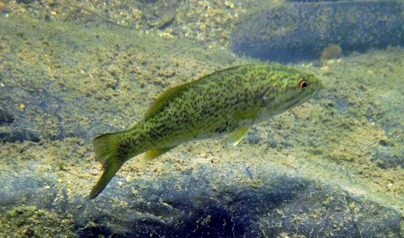 smallmouth_bass