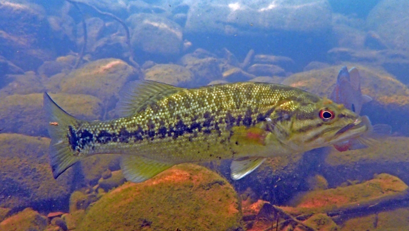 spotted bass