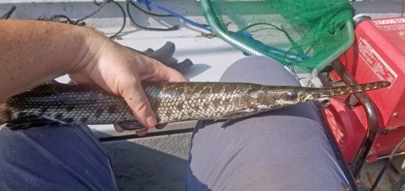 spotted_gar