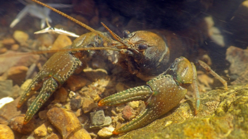 williams_-crayfish-2